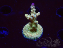 WYSIWYG RAH Acropora Astro-berry