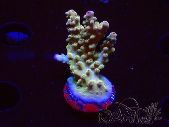 WYSIWYG RAH Acropora Astro-berry 5P5