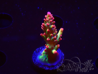 WYSIWYG RAH Acropora microclados Strawberry Shortcake 5P7