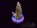 WYSIWYG CC Acropora Vodoo Majick 5Q6