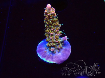 WYSIWYG CC Acropora Vodoo Majick