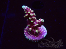 WYSIWYG Acropora Drachenatem