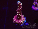 WYSIWYG Acropora Drachenatem