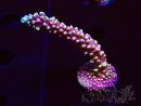 WYSIWYG Acropora Dragon Breath