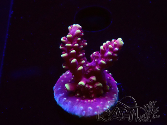 WYSIWYG Acropora Dragon Breath