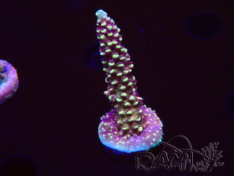 WYSIWYG Acropora Dragon Breath