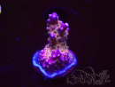 WYSIWYG WC Acropora donei Merlin's Staff 5S1