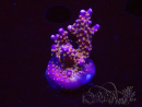 WYSIWYG RAH Acropora donei Merlin's Staff
