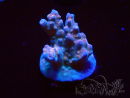 WYSIWYG RAH Acropora donei Hot Shot
