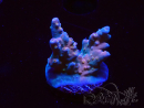 WYSIWYG RAH Acropora donei Hot Shot 5S7
