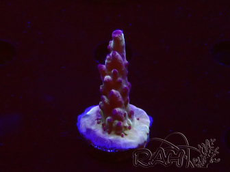 WYSIWYG RAH Acropora Nightshade 5U6