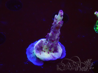 WYSIWYG RAH Acropora Nightshade