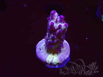 WYSIWYG RAH Acropora Nightshade 5U8