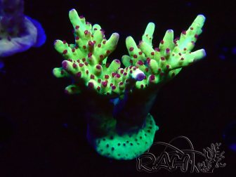WYSIWYG RAH Acropora Bogani