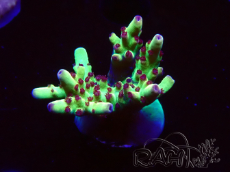 WYSIWYG RAH Acropora Bogani
