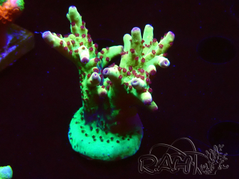WYSIWYG RAH Acropora Bogani