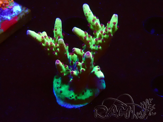 WYSIWYG RAH Acropora Bogani 5V9