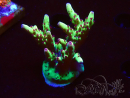 WYSIWYG RAH Acropora Bogani
