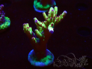 WYSIWYG RAH Acropora Bogani 5V10