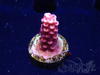 WYSIWYG MH Acropora Red Robin 5A6