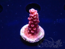 WYSIWYG MH Acropora Red Robin 5A7
