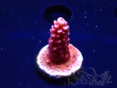 WYSIWYG MH Acropora Red Robin 5A8