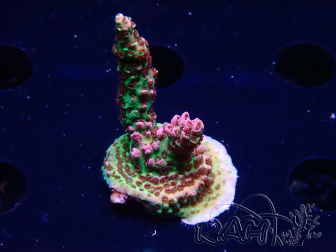 WYSIWYG RAH Acropora hyacinthus Pink Planet 5B8