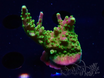 WYSIWYG MH Acropora natalensis