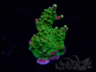 WYSIWYG MH Acropora natalensis 5C2