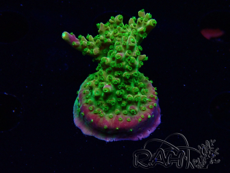 WYSIWYG MH Acropora natalensis 5C4