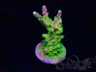 WYSIWYG MH Acropora natalensis 5C5