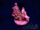 WYSIWYG RAH Acropora Sunset Boulevard 5E6