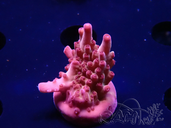 WYSIWYG RAH Acropora Sunset Boulevard 5E9
