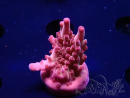 WYSIWYG RAH Acropora Sunset Boulevard 5E9