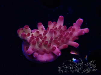 WYSIWYG RAH Acropora Sunset Boulevard 5E10