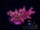 WYSIWYG RAH Acropora Sunset Boulevard 5E10