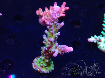 WYSIWYG - RAH Acropora tortuosa 5F1