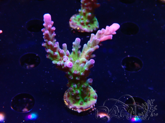 WYSIWYG - RAH Acropora tortuosa 5F2