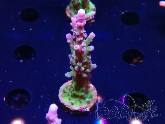 WYSIWYG - RAH Acropora tortuosa
