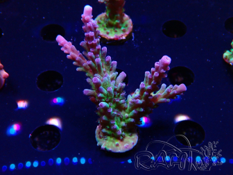 WYSIWYG - RAH Acropora tortuosa