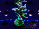 WYSIWYG RAH Acropora austera teal 5F6