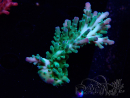 WYSIWYG RAH Acropora austera teal 5F7