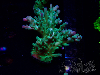WYSIWYG RAH Acropora austera teal 5F8