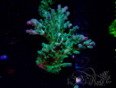 WYSIWYG RAH Acropora austera teal 5F8