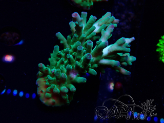 WYSIWYG RAH Acropora austera teal