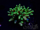 WYSIWYG RAH Acropora Hematoma 5I1