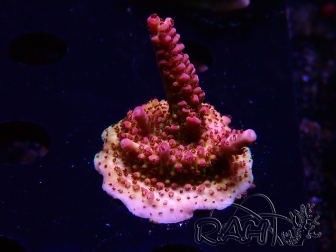 WYSIWYG - Acropora PC Rainbow 5I6
