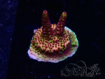 WYSIWYG - Acropora PC Rainbow 5I7