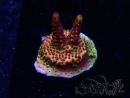 WYSIWYG - Acropora PC Rainbow 5I7