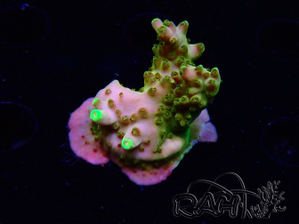 WYSIWYG RAH Acropora Gold Finger